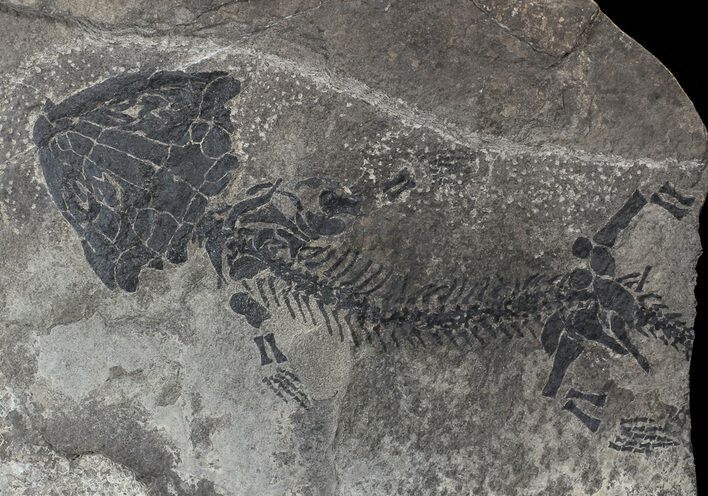 Discosauriscus (Early Permian Reptiliomorph) #62690